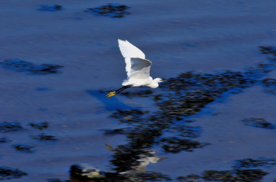 White Heron Flying