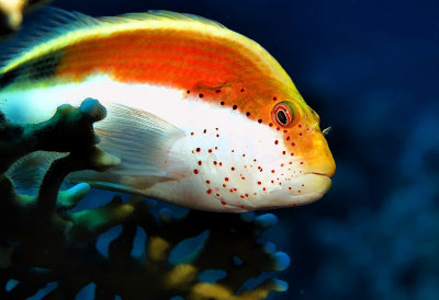 Freckled Hawkfish Perched on Fire Corals