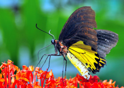 Yellow Butterfly Eating Red Flowers