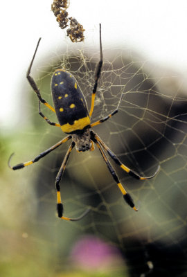 African Spider 