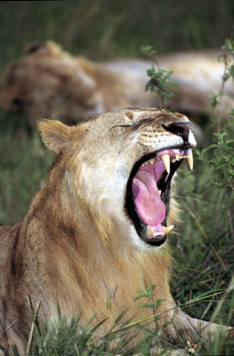 Young Lions Yawn