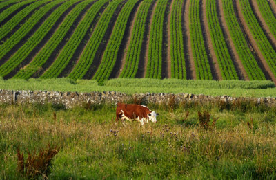 Cow in the Lowlands Fields