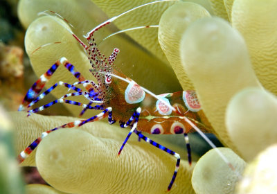 Shrimp Close Up 