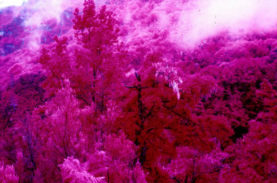 Infrared Primaevel Forest 
