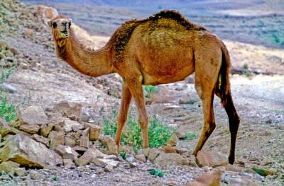 Neguev Desert Camel