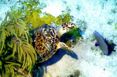 Turtle Leaving Soft Coral Hideout  