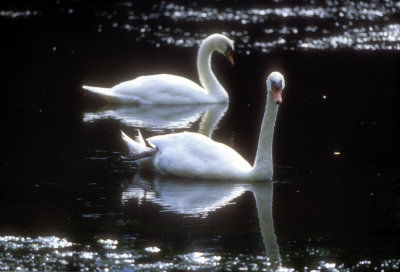 Swan's Couple 