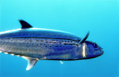 Painted Mackerel