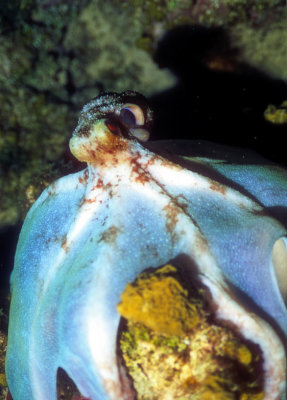 Caribbean reef octopus Octopus briareus 