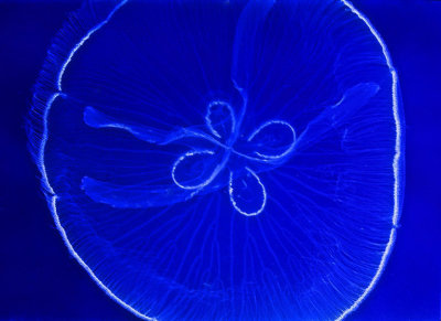 Moon Jellyfish, 'Aurelia aurita'