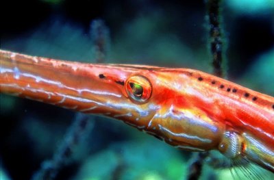 Trumpetfish Eye