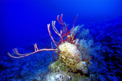 Caribbean Reef, Still Pristine, At -50m 