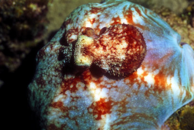 Covering All - Caribbean Reef Octopus 'Octopus briareus' 