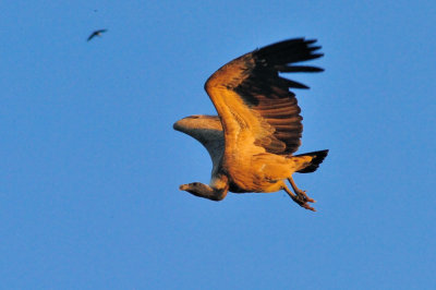Indian Vulture Akward Take Off at Sunset...