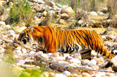 Tiger Leaving Dry River