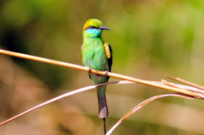 Green Bee-Eater, 'Merops orientalis',