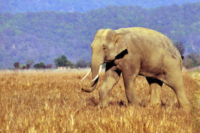 Wild Elephant Male Crossing at Sundown