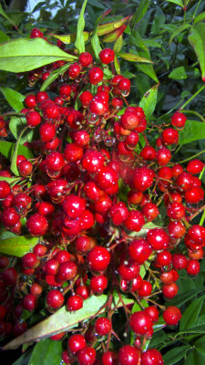 Red Berries in the Rain