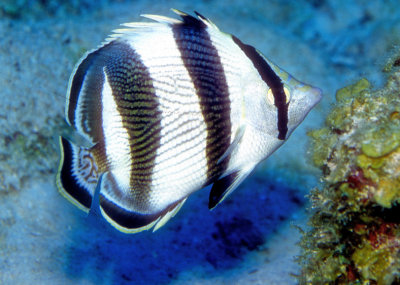 Banded Butterflyfish, (Chaetodon striatus) 