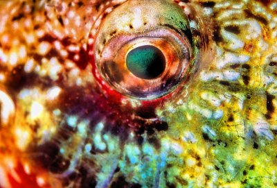 Wrasse Eye 