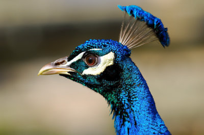 Peacock's Head