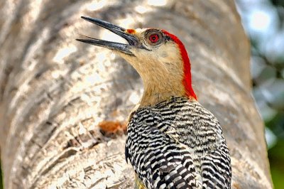 Cuban Woodpecker Portrait