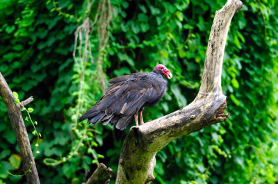 Cuban Vulture on Tree