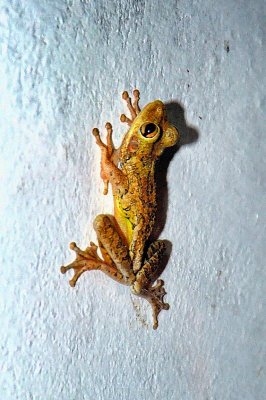 Minute Cuban Frog on a Wall