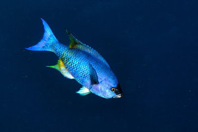 Creole Wrasse 