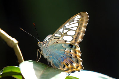 Thai Butterfly