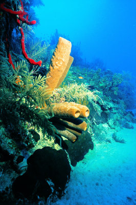 Sponge and Pristine Reef at Deep