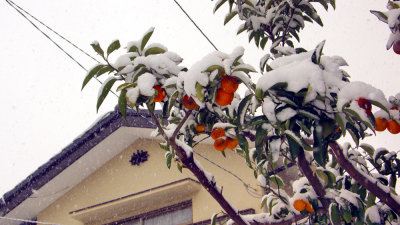Snow Oranges