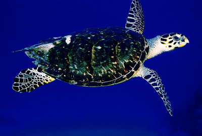 Turtle Floating