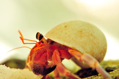 Tree Hermit Crab