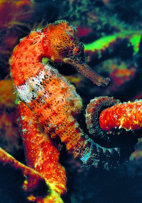 Red Seahorse Perching