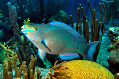 Parrotfish, Mouth Open 