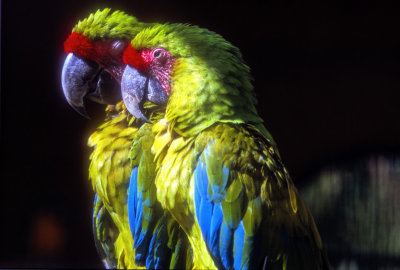 Parrots Couple 