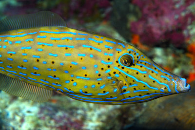 Ugly, Beautiful Filefish 