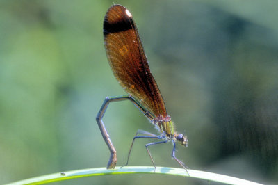 Dragonfly Bending 