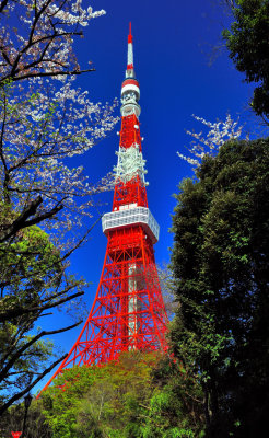 Tokyo Tower and Sakuras