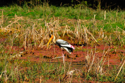 Indian Stork Eating in the Fields