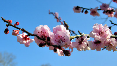 Flowers of the Apple Tree