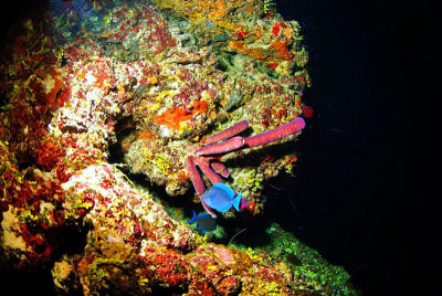 Sponge and Blue Razorfish 