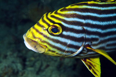 Sweetlips Portrait