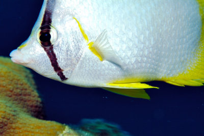 Butterflyfish Eye 