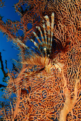 LionFish on Seafan 