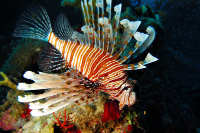 Hovering Lionfish 