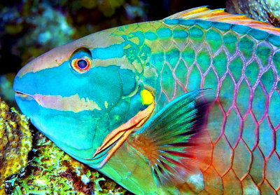 Parrotfish Sleeping