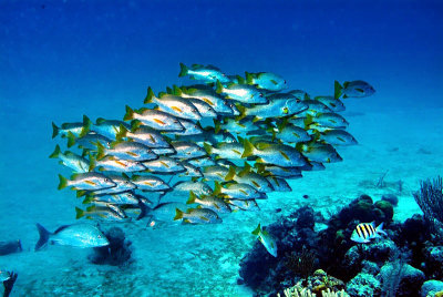 Yellowtail Snapper Hovering Over Reef 