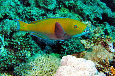 Yellow Parrotfish